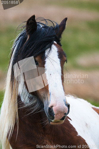 Image of A horse