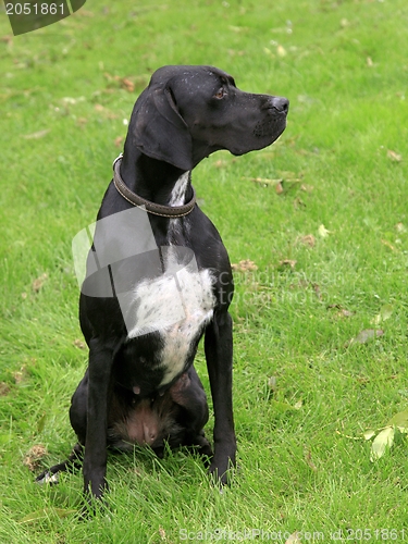 Image of Black english pointer dog 