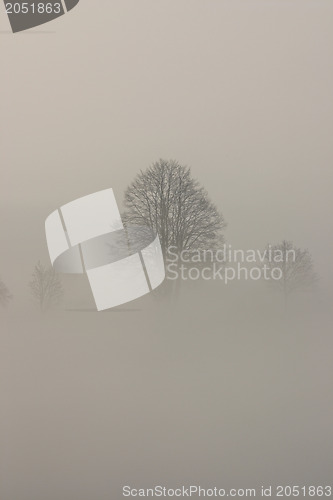 Image of In the mist