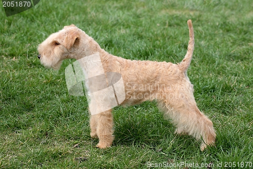 Image of Lakeland terrier 