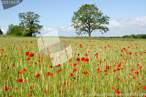 Image of Poppy and cornfield