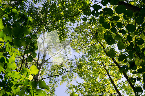 Image of Fresh green leaves