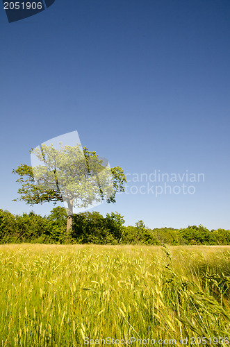 Image of corn field oak