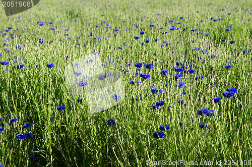 Image of Cornflower field