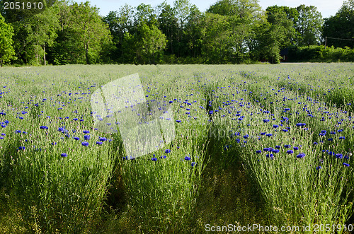 Image of Cornflowers rows