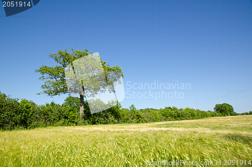 Image of Green corn field