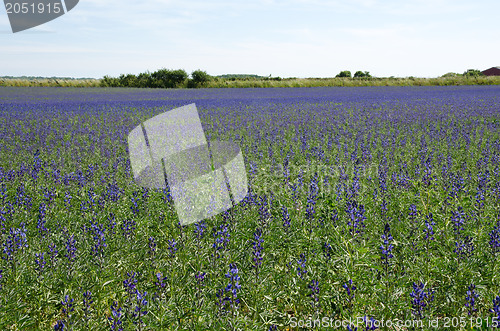 Image of Salvia field