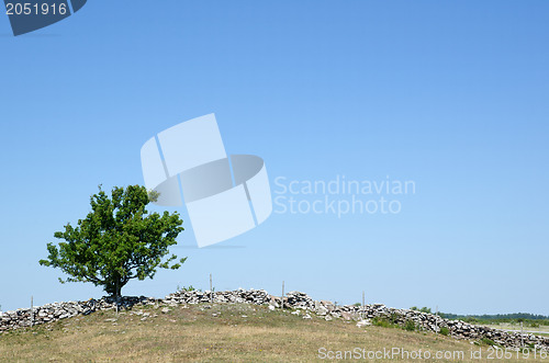 Image of Solitaire tree