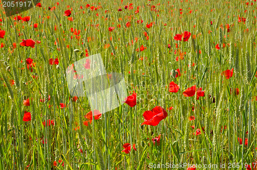 Image of Poppy background