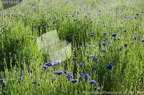 Image of Sunny cornflowers