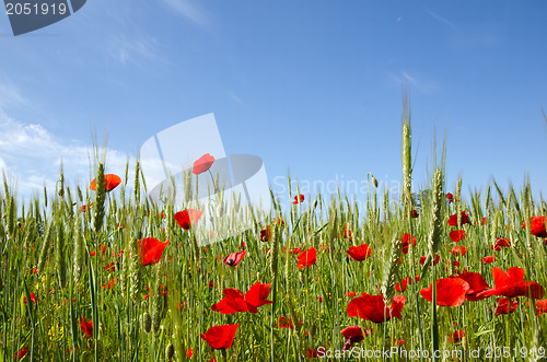 Image of Blue sky and poppy field