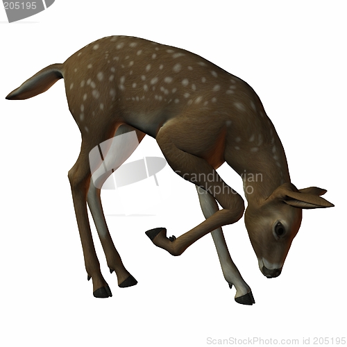 Image of Fawn