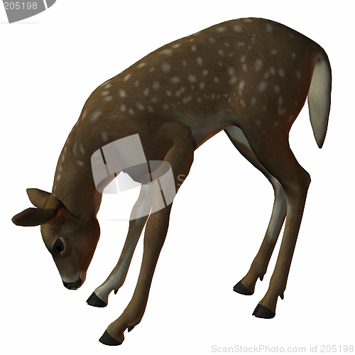 Image of Fawn