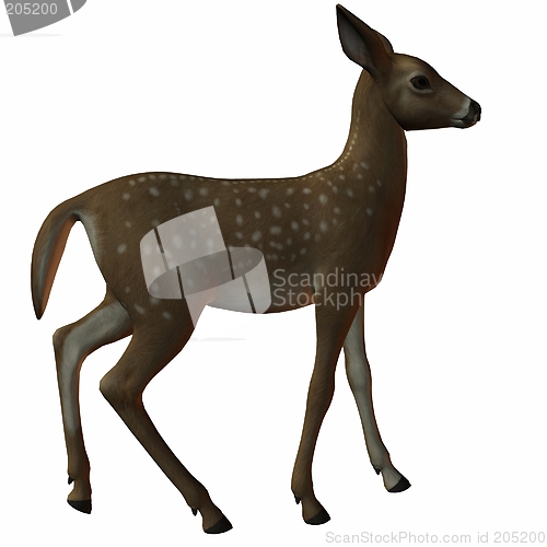 Image of Fawn