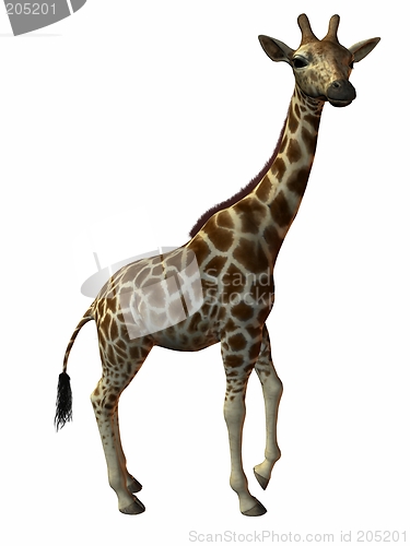 Image of Giraffe