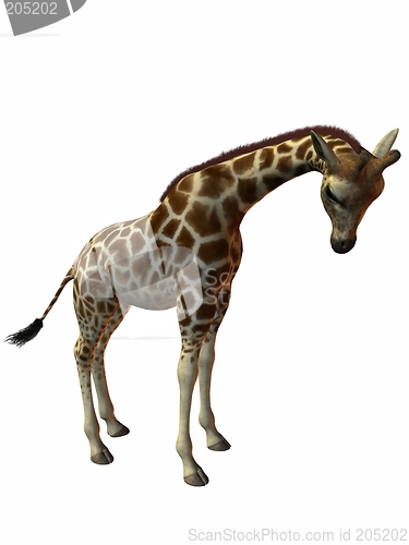 Image of Giraffe