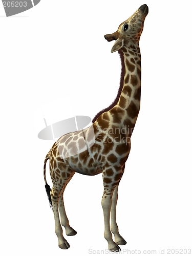 Image of Giraffe