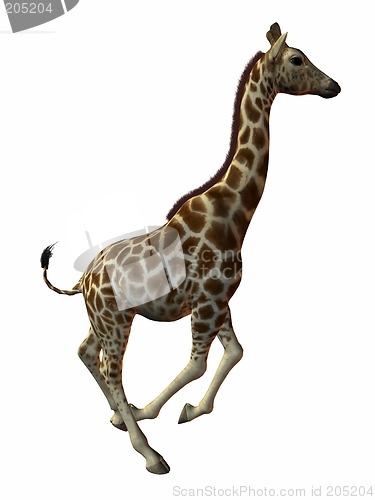 Image of Giraffe