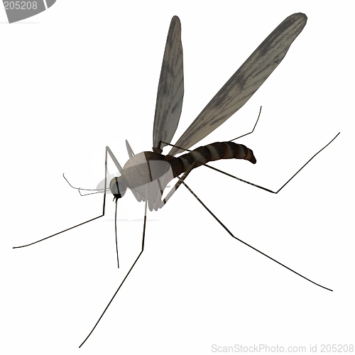 Image of Mosquito