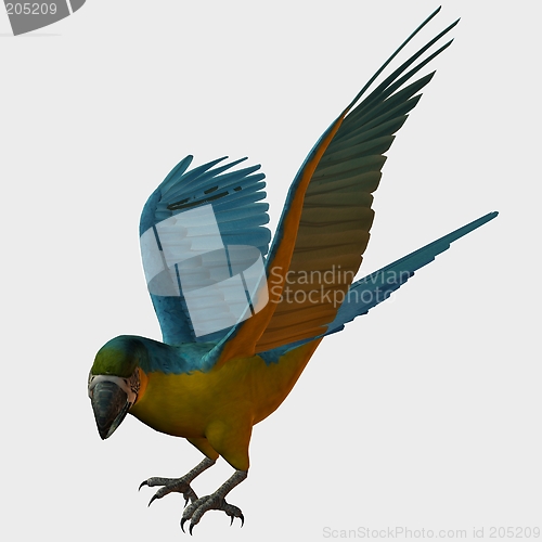 Image of Parrot