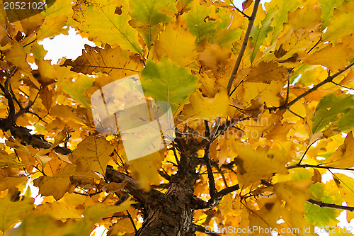 Image of Beautiful tree with yellow autumn leaves 