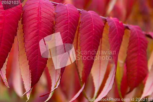 Image of Beautiful red autumn leaves