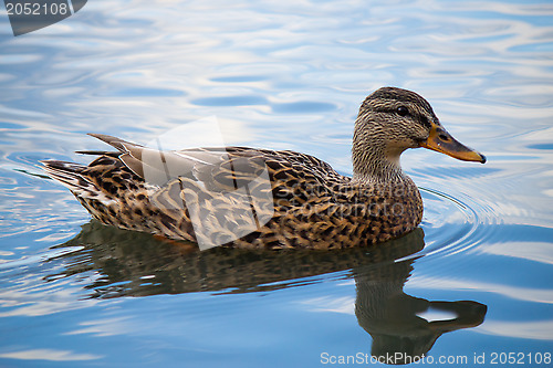 Image of Female mallard duck on a pond