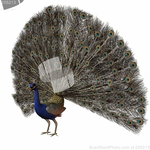 Image of Peacock