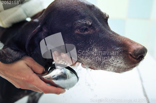 Image of Washing of the dog