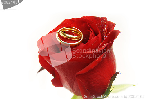 Image of Wedding rings on the rose