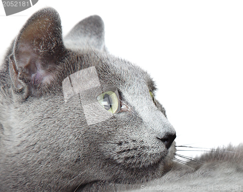 Image of Russian blue cat