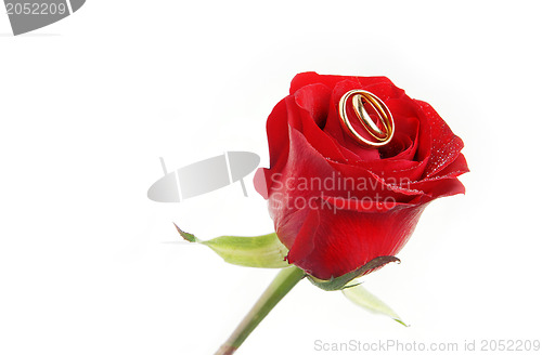 Image of Fragile rose and wedding rings