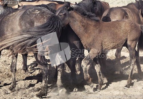 Image of Herd of horses