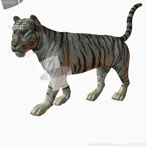 Image of White Tiger