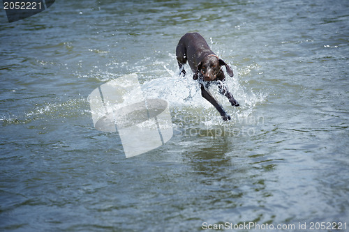 Image of Dog in the water