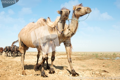 Image of Walking camels