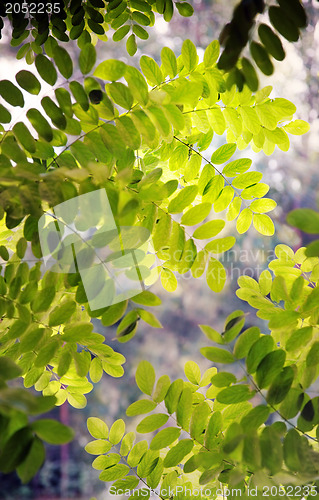 Image of Leaves