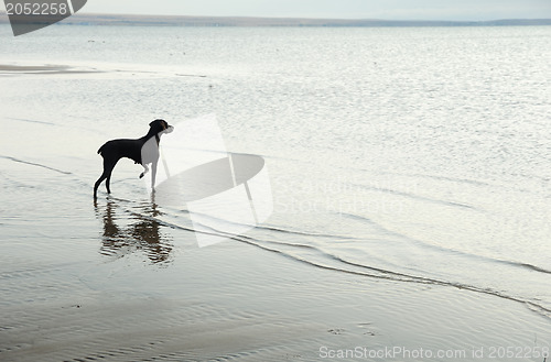 Image of Dog and sea