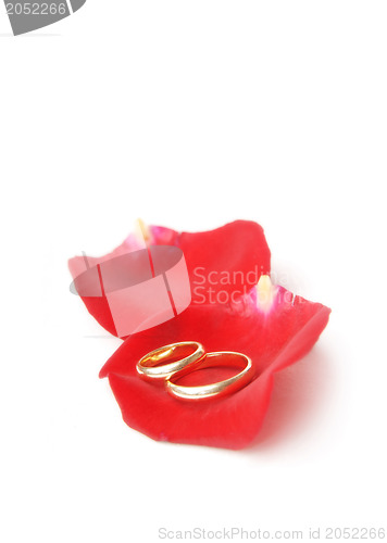 Image of Wedding rings and rose petals