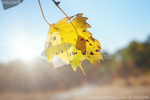 Image of Autumn leaf