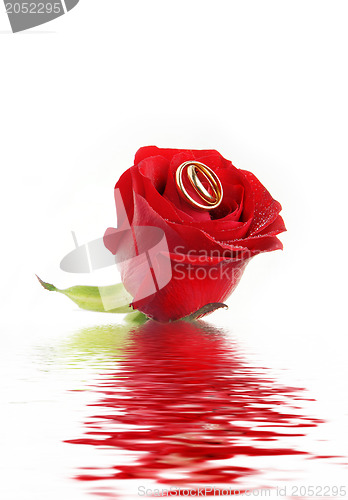 Image of Rose and rings on a water