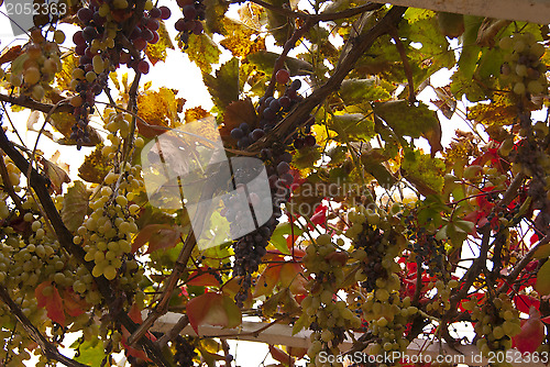 Image of Ripe grapes