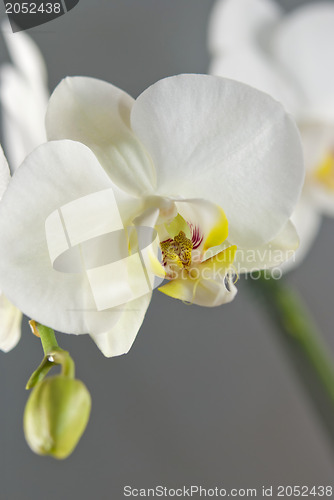 Image of White Orchid