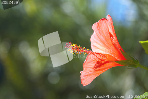 Image of Red Hibiscus