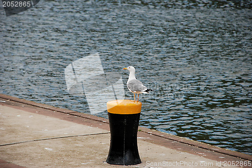 Image of Gull standing on a bollard by the river