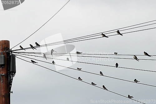 Image of Flock of swallows gathered on telegraph wires