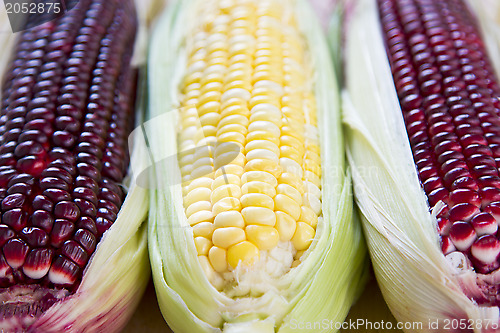 Image of Fresh corn