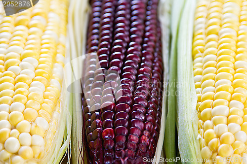 Image of Fresh corn