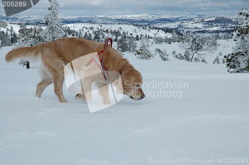 Image of Dog in snowy landscape