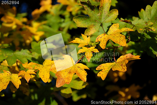 Image of Yellow and green autumnal leaves